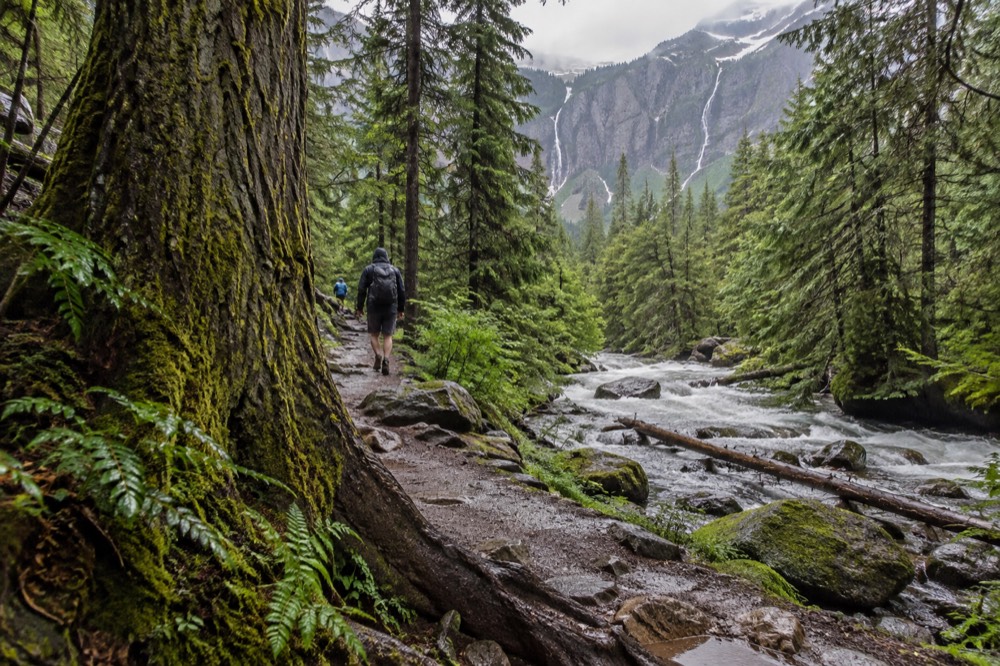 A forested trail climbing through tall cedar trees beside a rushing creek
