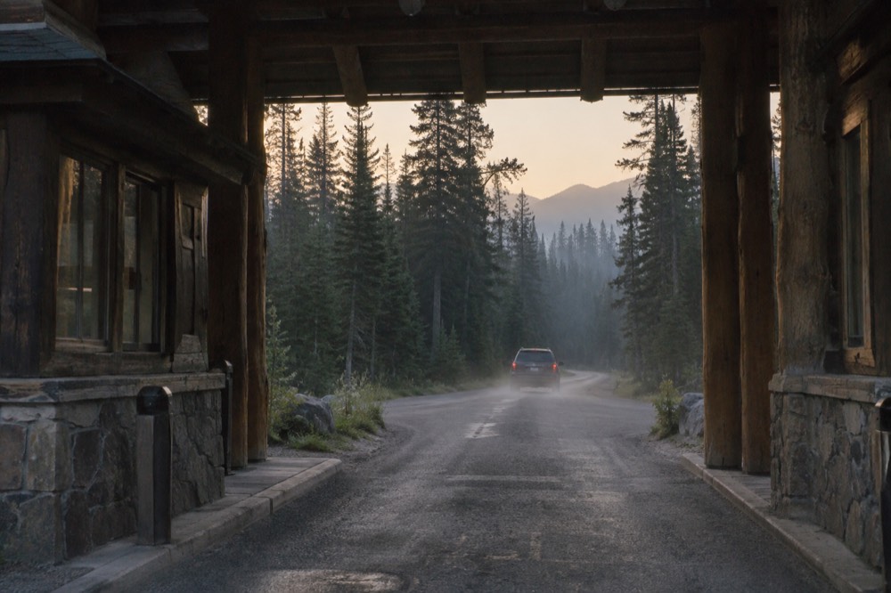 A quiet park entrance road lined with tall pines in early morning