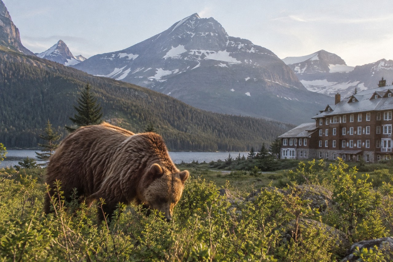 A grizzly bear walking through a green mountain meadow near a glacial lake
