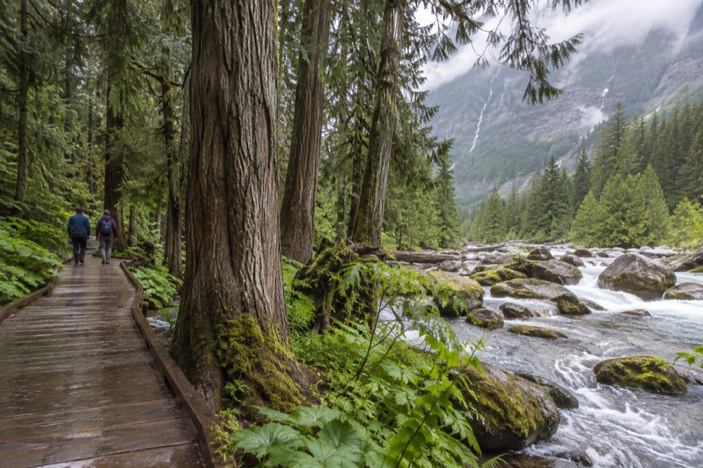 A cedar boardwalk trail winding through tall old-growth trees beside a creek