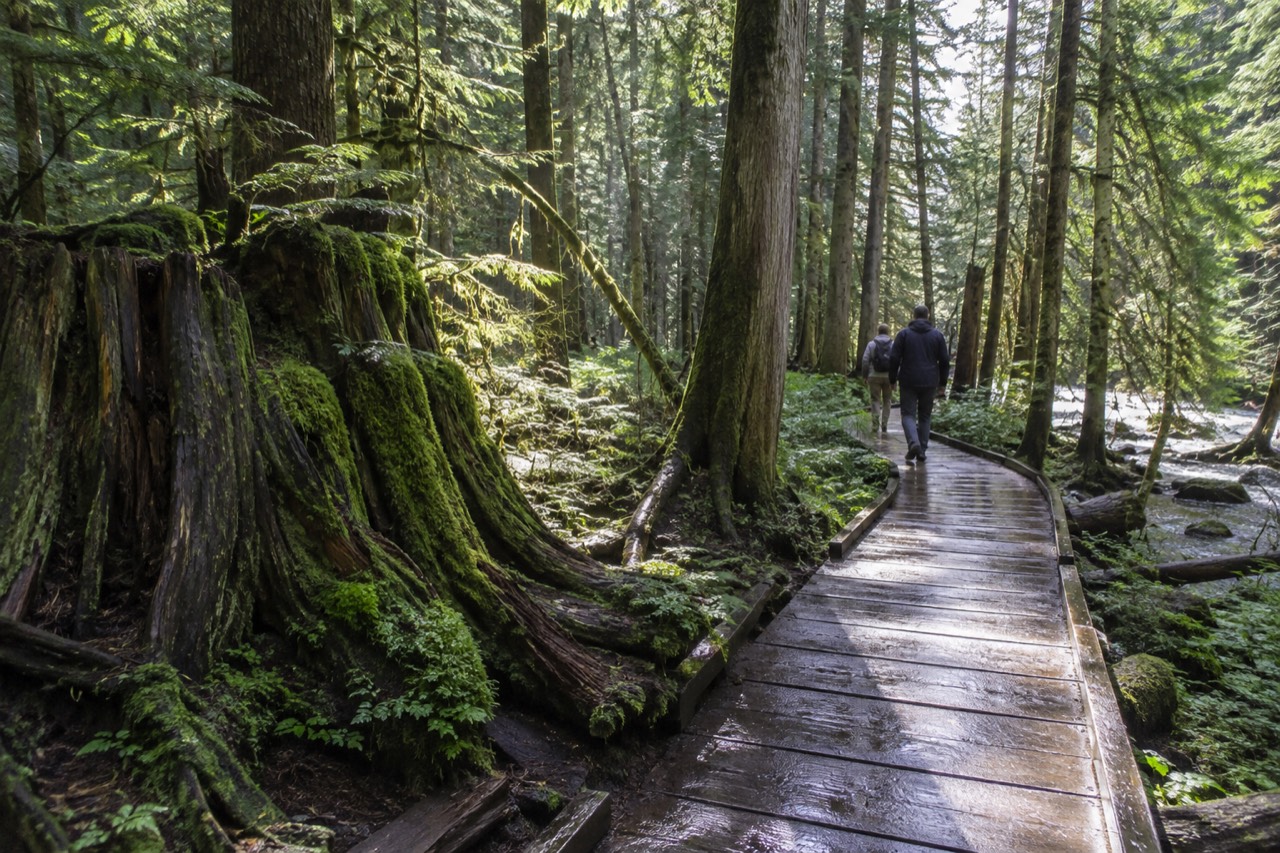 A paved path winding through a cedar forest with a wooden boardwalk and sunlight filtering through the canopy.