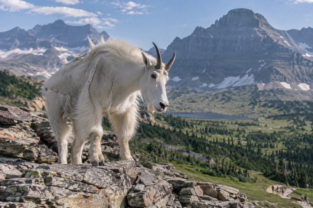 A mountain goat standing on a rocky ledge above alpine meadows