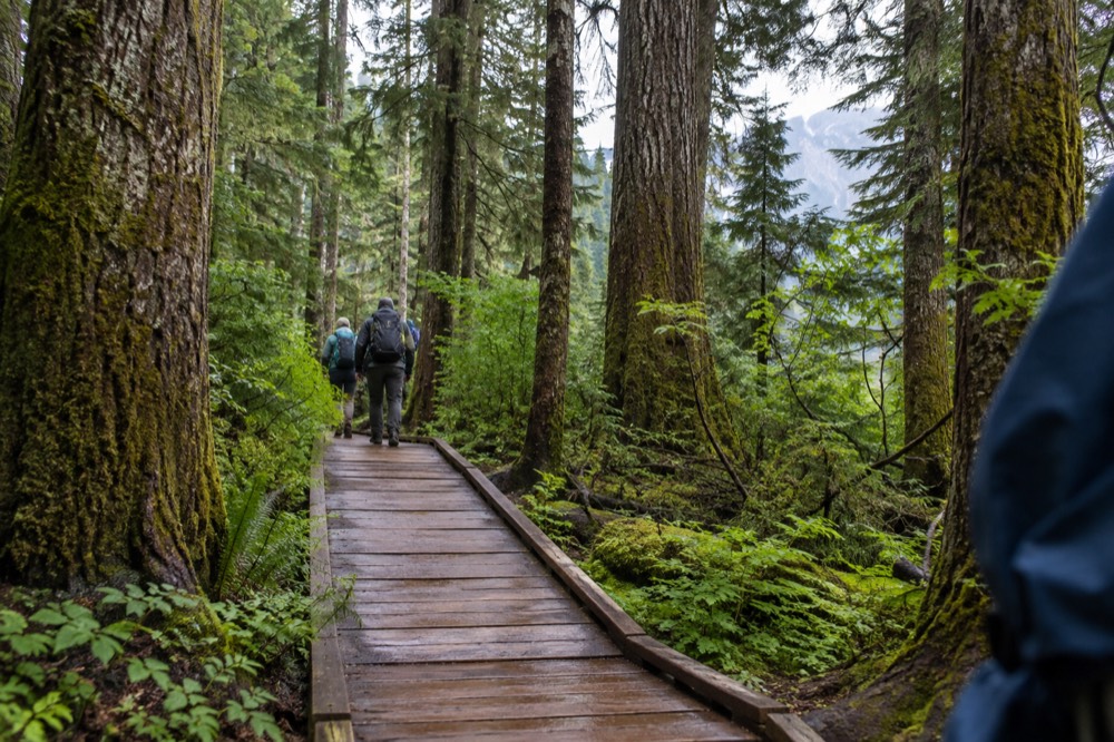 A forest boardwalk path passing through tall old-growth cedar trees