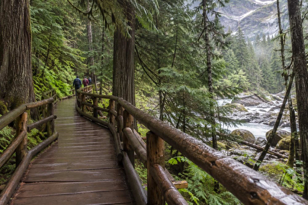 A wooden boardwalk curving through a dense cedar forest with a stream alongside