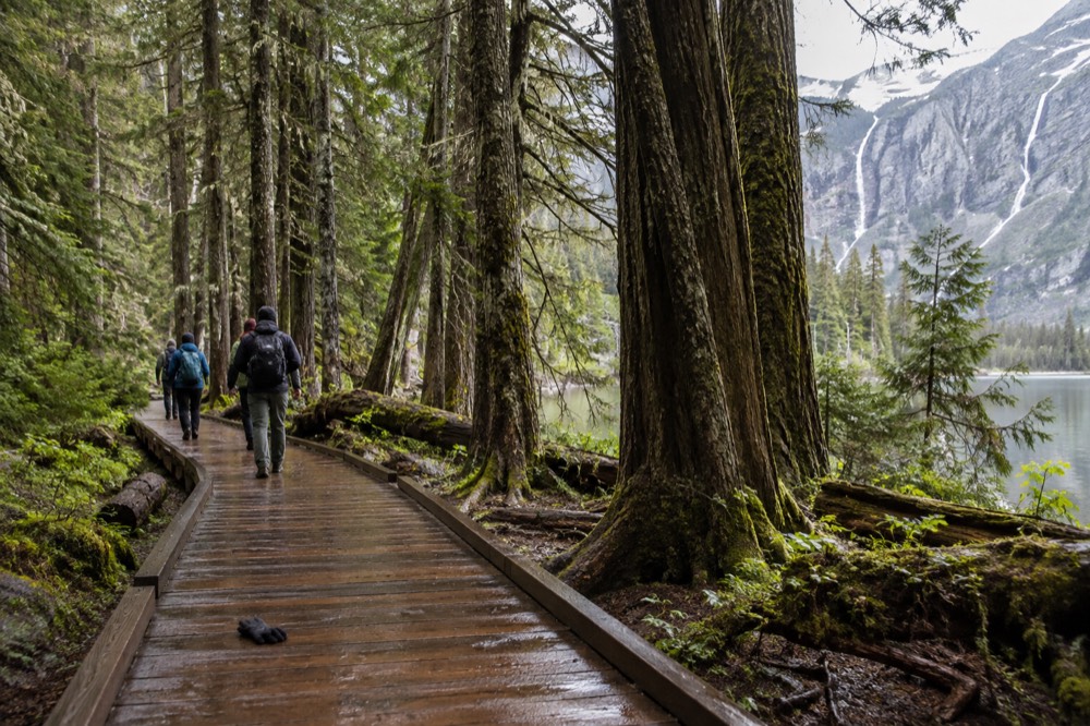 Visitors walking a flat boardwalk trail through old growth cedar trees