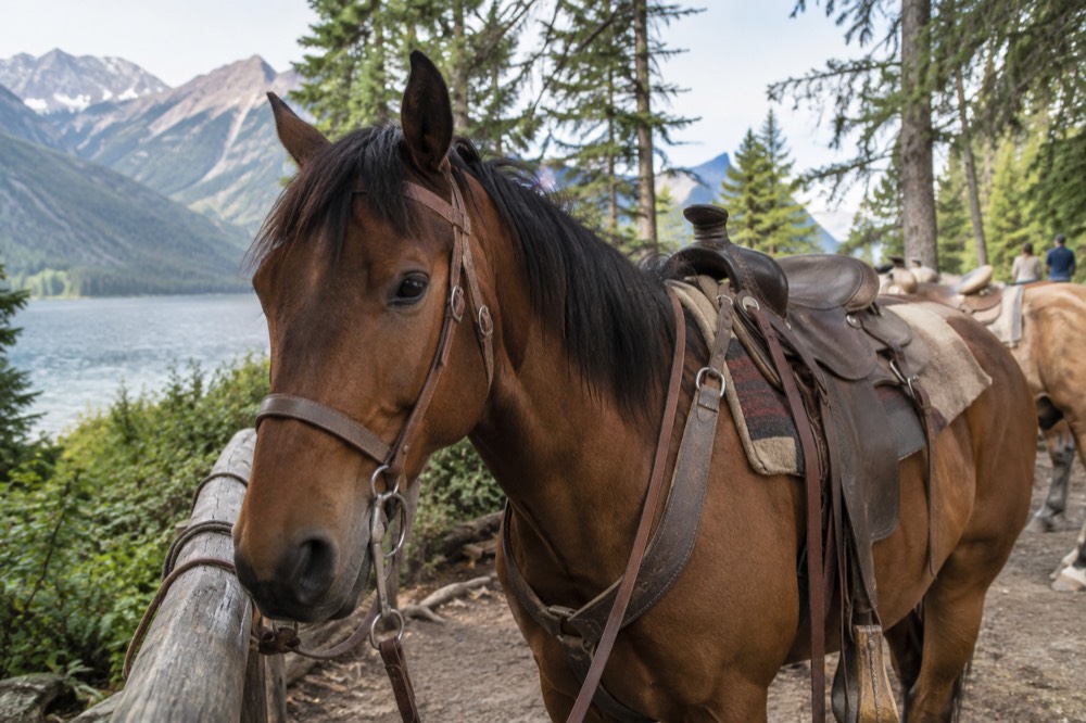 A saddled horse tied to a hitching rail beside a forest trail