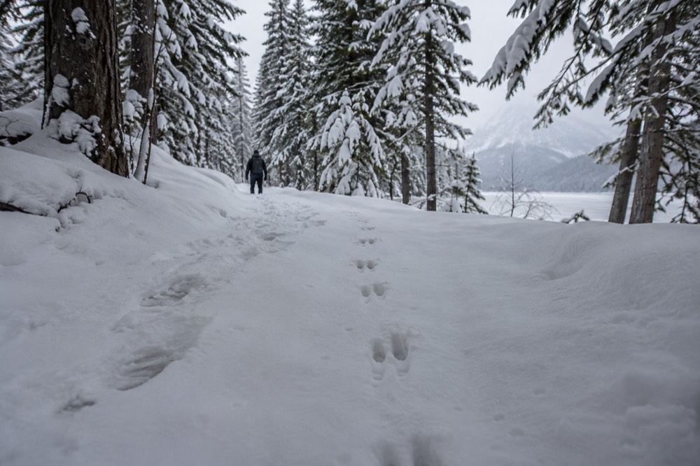A snowy forest trail with animal tracks leading between tall evergreens