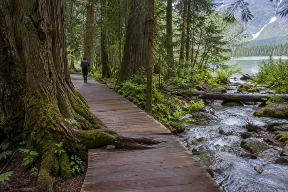 An old growth cedar forest boardwalk trail with a creek running beside it