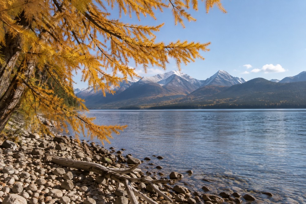 Golden larch trees on a mountainside above a calm lake in autumn