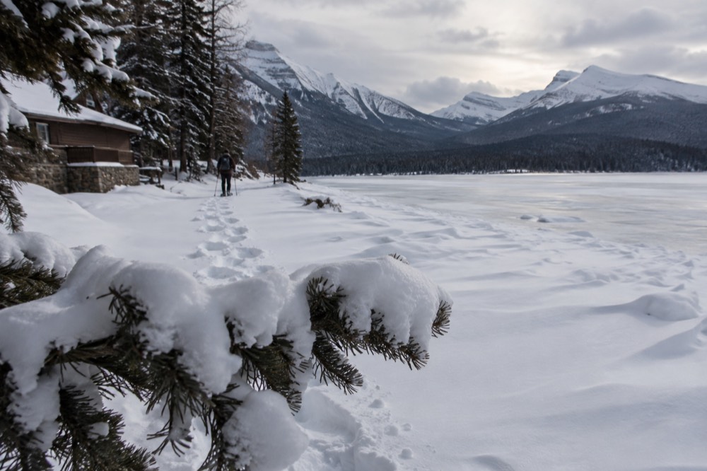 Snow-covered evergreen forest beside a frozen lake shoreline