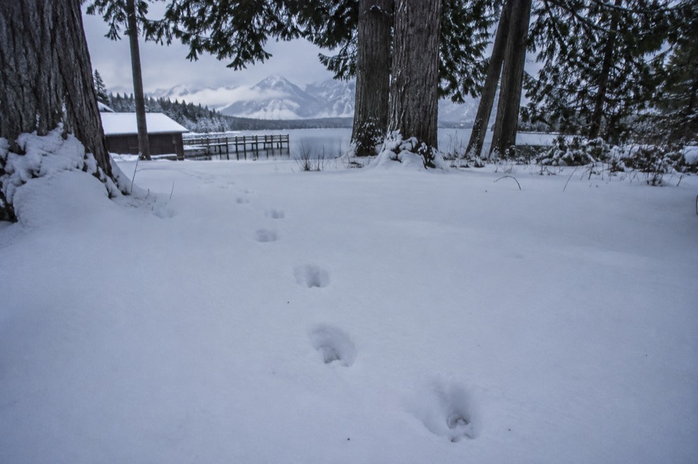 Fresh animal tracks crossing a snowy forest clearing