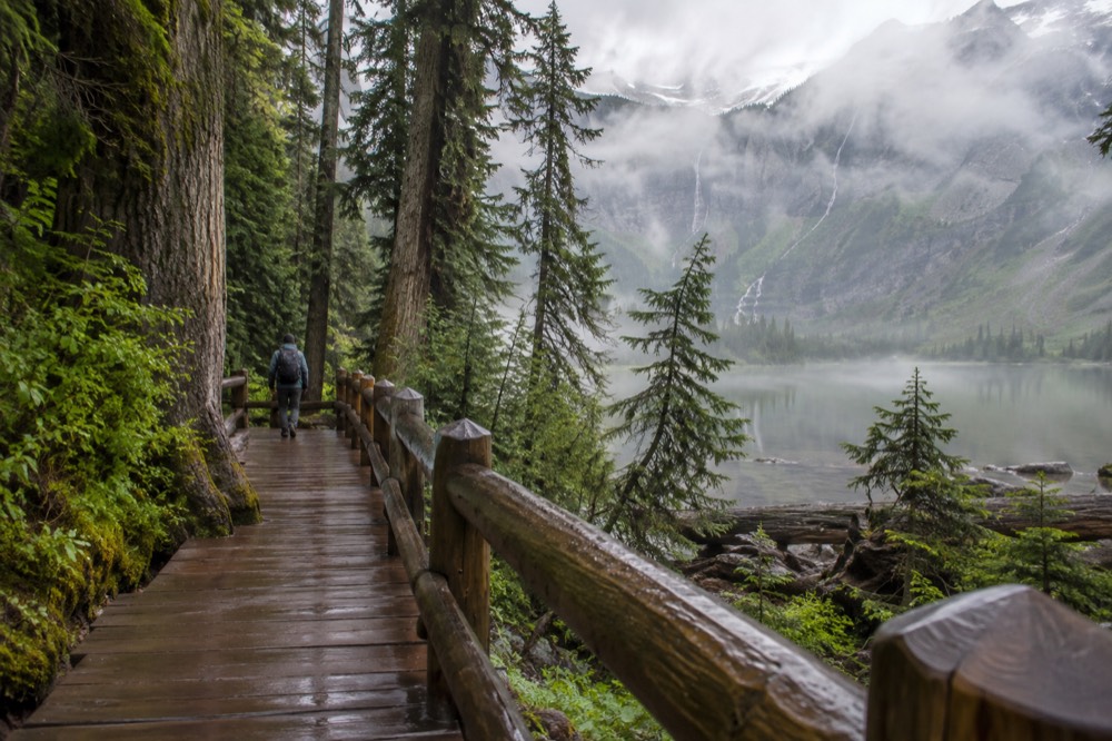 A wooden boardwalk passing through tall cedar trees beside a creek